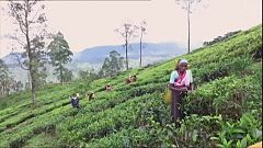 Glyphosate : l'exemple sri lankais