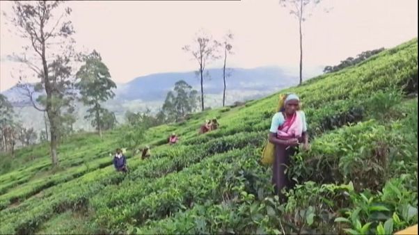 Glyphosate : l'exemple sri lankais Glyphosate : l'exemple sri lankais