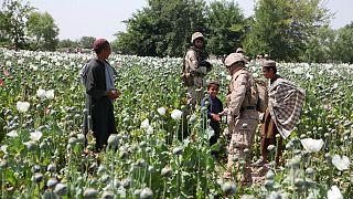 خشخاش بعد از جنوب، زمین‌های شمال افغانستان را هم بلعید