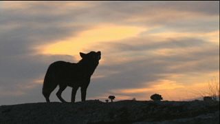 EU sagt Nein zur Jagd auf Wölfe