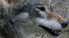 Touche pas à mon loup
