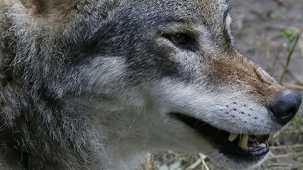 Touche pas à mon loup Touche pas à mon loup