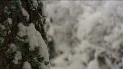 Forte nevão caiu no sul da Polónia
