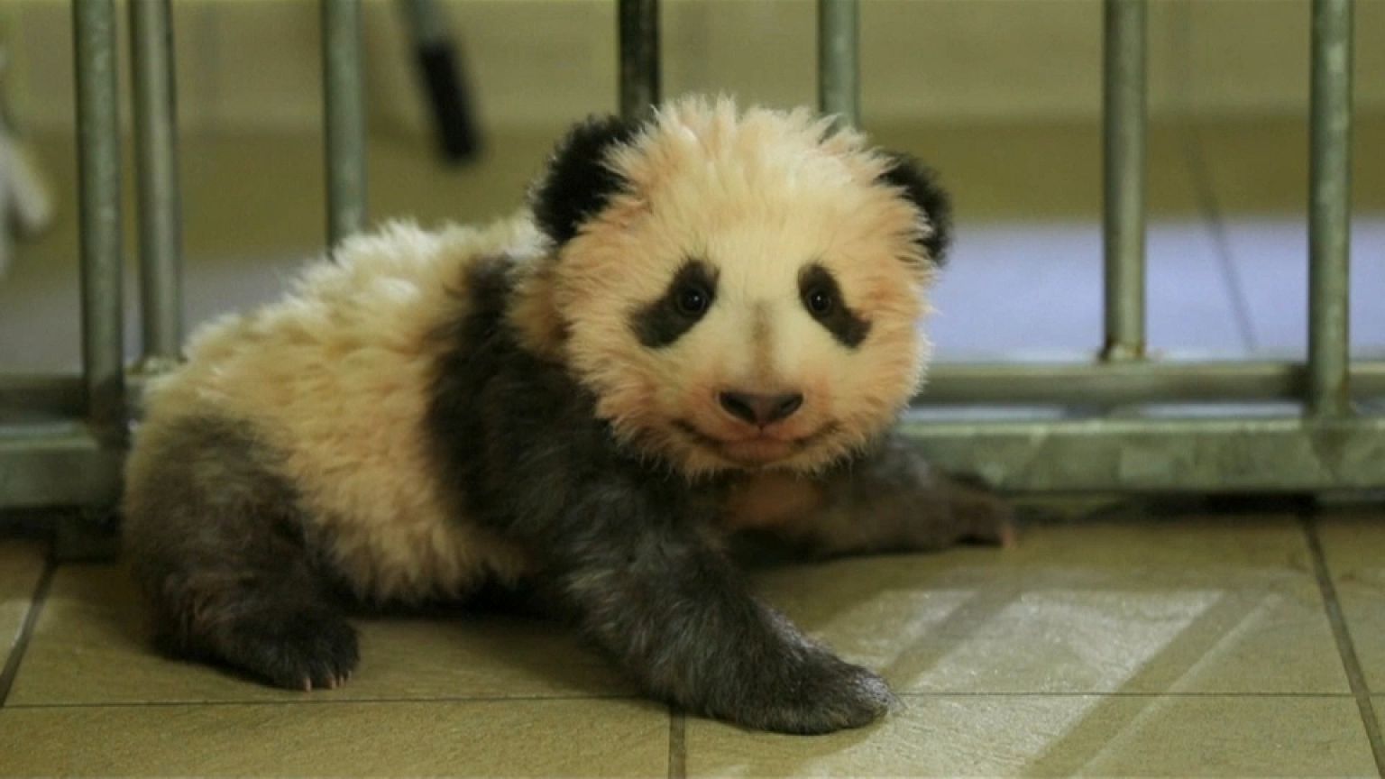La diplomatie du bébé panda 