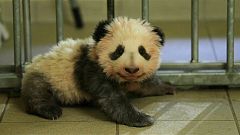 La diplomatie du bébé panda 