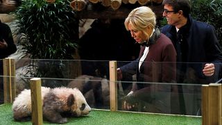 Brigitte Macron baptise le petit panda de Beauval
