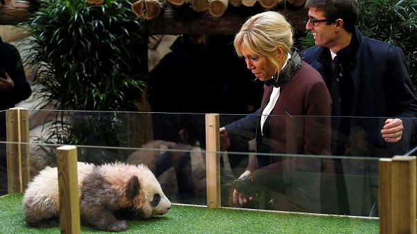 Brigitte Macron baptise le petit panda de Beauval Brigitte Macron baptise le petit panda de Beauval