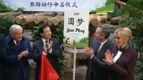 Panda : un baptême symbolique et diplomatique Panda : un baptême symbolique et diplomatique