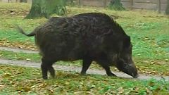 Deutschland: Schlaraffenland für Wildschweine
