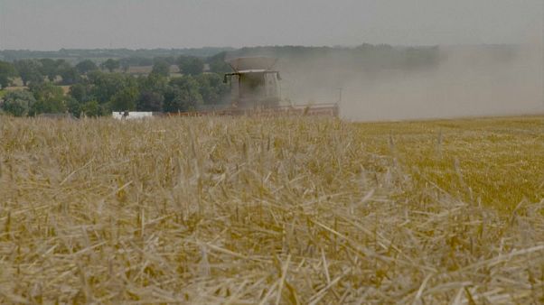 Italia: 8mila ettari per i giovani agricoltori Italia: 8mila ettari per i giovani agricoltori