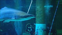 Una Natividad entre tiburones