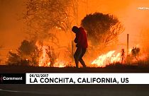 Coelho salvo das chamas