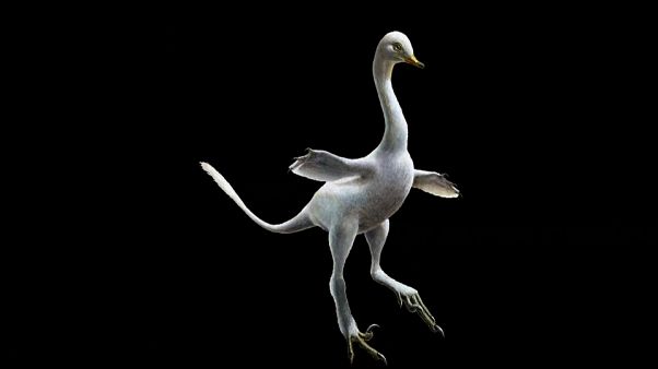 Hallada una nueva especie de dinosaurio que mezcla diversos animales Hallada una nueva especie de dinosaurio que mezcla diversos animales