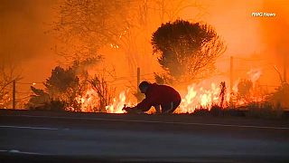 Hétköznapi hőstett - sikeres nyúlmentés a kaliforniai tűzvészben