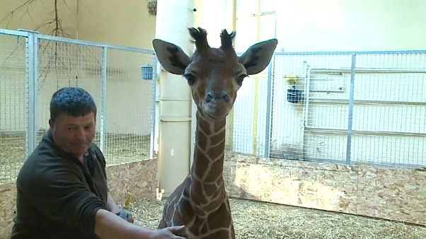 Verstoßene Baby-Giraffe wird mit der Flasche großgezogen Verstoßene Baby-Giraffe wird mit der Flasche großgezogen