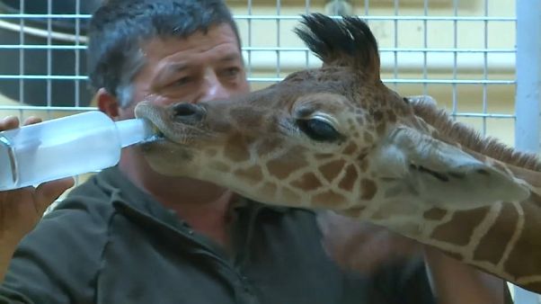 El ejemplar número 165 de la jirafa reticulada se encuentra en Hungría El ejemplar número 165 de la jirafa reticulada se encuentra en Hungría