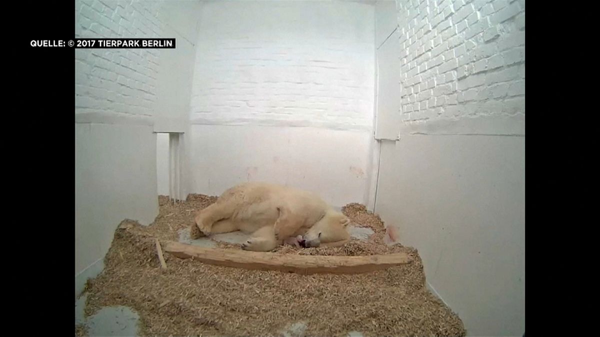 Eisbärenbaby im Berliner Tierpark geboren