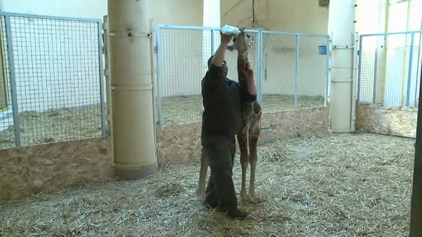 Uma nova girafa no zoo Uma nova girafa no zoo