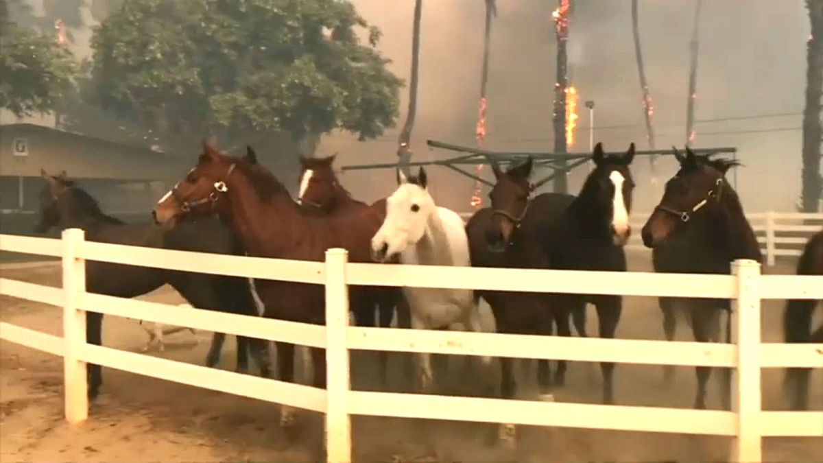 خيول مذعورة في حظيرة بكاليفورنيا