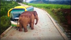 Watch: Elephant attacks vehicles in China