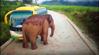 Un éléphant s'attaque à un bus et à un camion en Chine : pas de blessé