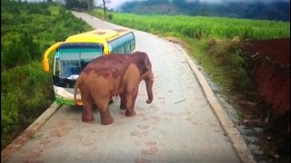 China: Elefant attackiert Fahrzeuge