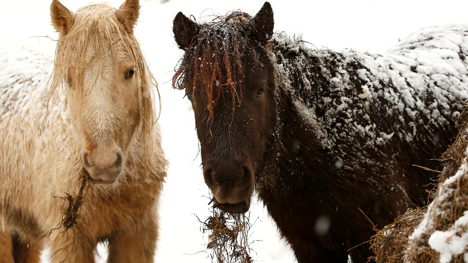 Jede Menge Schnee in Deutschland und der Schweiz