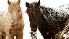 Jede Menge Schnee in Deutschland und der Schweiz