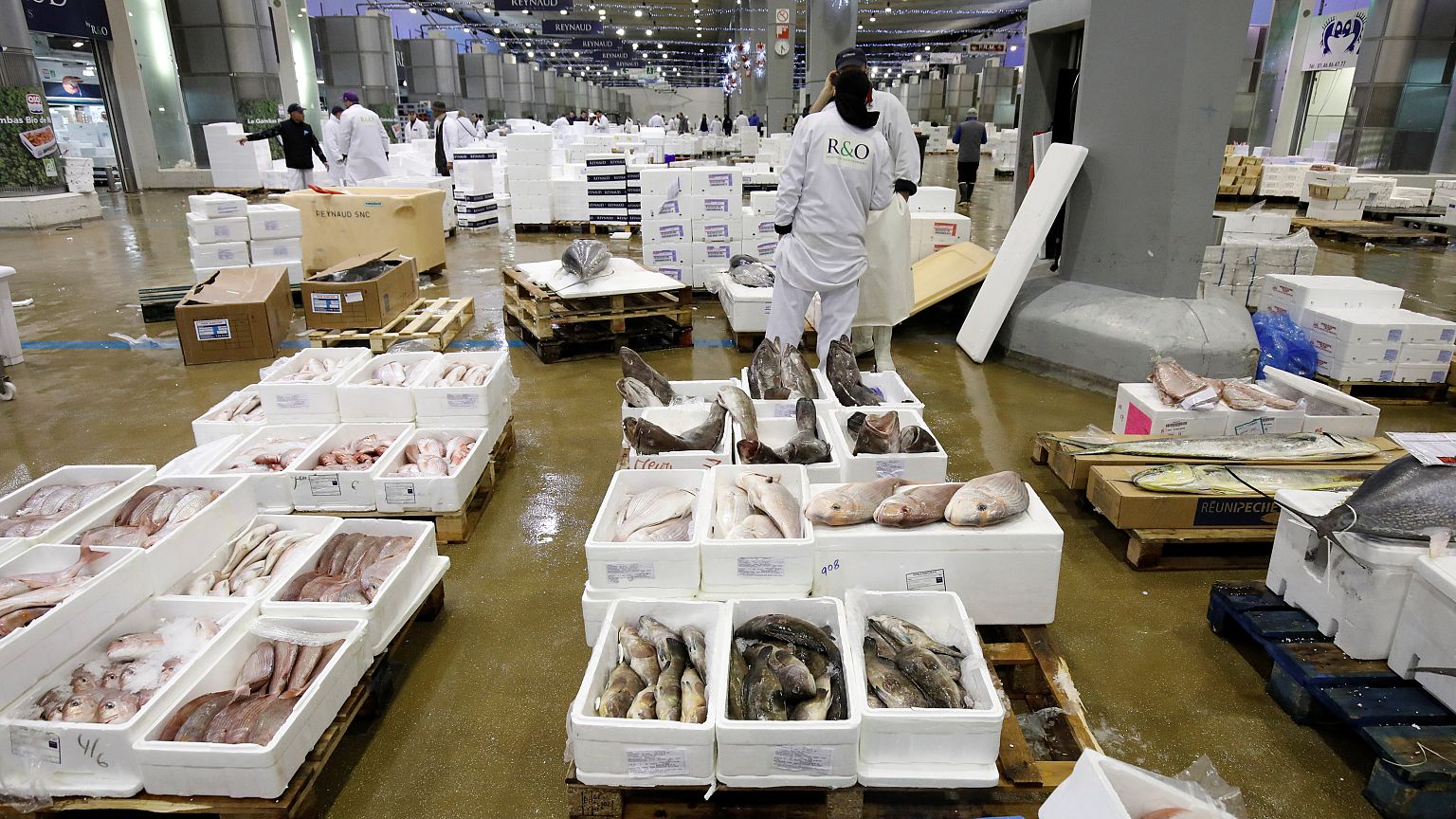 Pêche européenne : moins d'anguilles, plus de langoustines