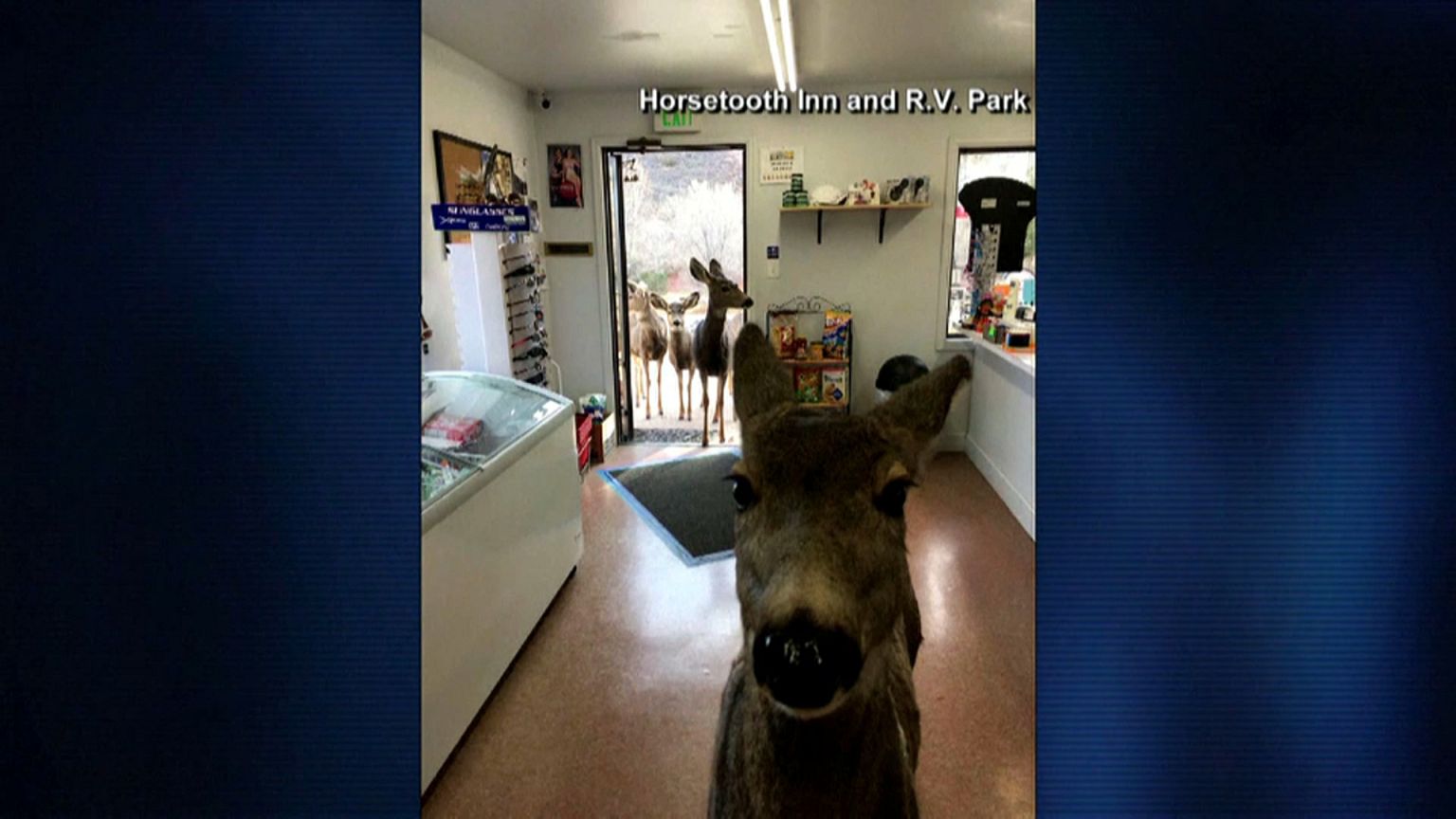 Reh inspiziert Laden in Colorado