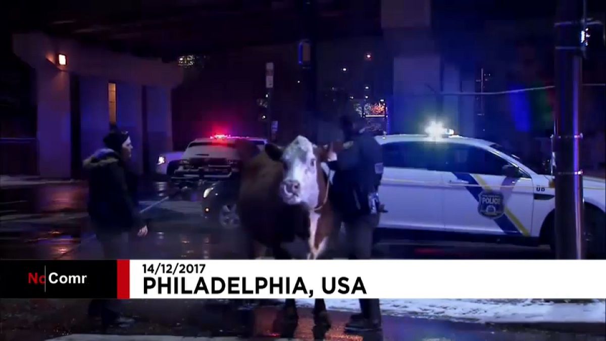 USA: Polizei fängt Kuh auf Autobahn ein