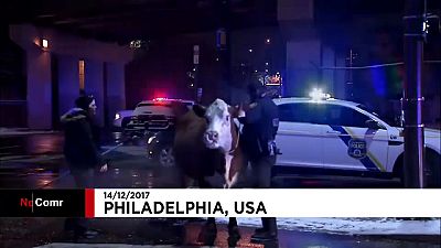 USA: Polizei fängt Kuh auf Autobahn ein