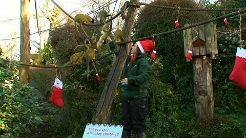 Christmas as London Zoo