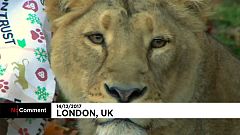London: Weihnachten im Zoo