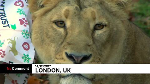 London: Weihnachten im Zoo