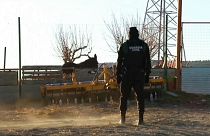 Ein Polizist am Tatort beobachtet einen Esel