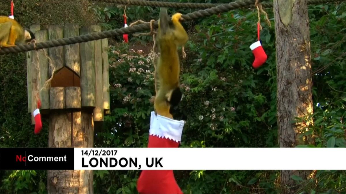 C'est déjà Noël au zoo de Londres