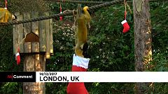 C'est déjà Noël au zoo de Londres