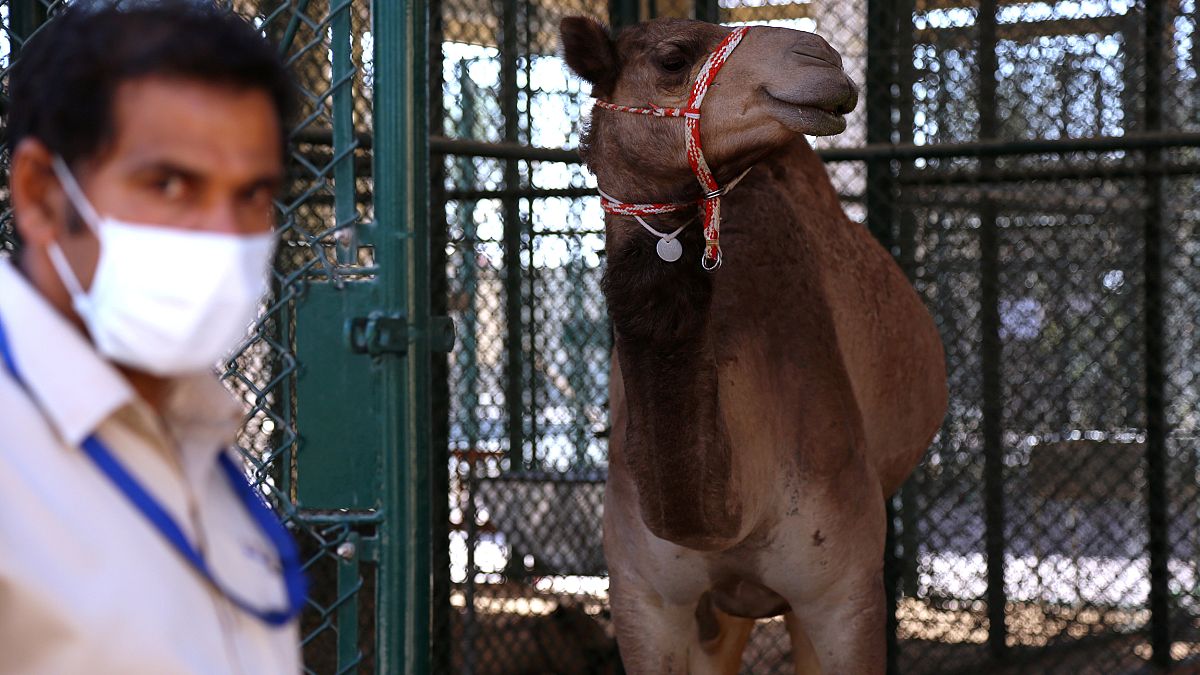 Dubai opens $10 million camel hospital