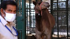 Dubai opens $10 million camel hospital