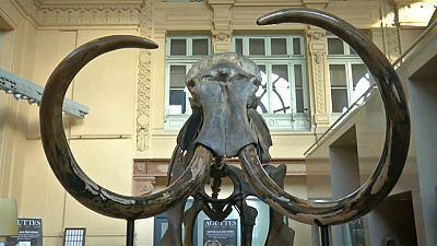 Gigantesca subasta de un esqueleto de mamut en Lyon