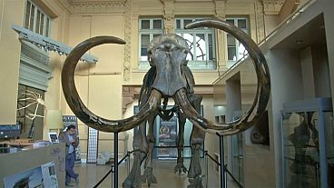 Francia: all'asta scheletro di mammut, se lo aggiudicano per 430.000 euro