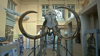 Mamut iskeleti 430 bin Euro'ya alıcı buldu
