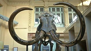 430 mil euros por um mamute
