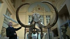Ein Mammut - zum Ersten, zum Zweiten, zum .....