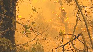 Kalifornien: Nur 40 Prozent der Feuer unter Kontrolle