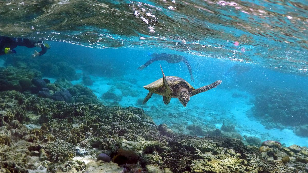 Ένα μαγευτικό βίντεο για την προστασία του Μεγάλου Κοραλλιογενή Ύφαλου 