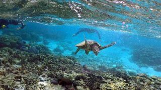 Ένα μαγευτικό βίντεο για την προστασία του Μεγάλου Κοραλλιογενή Ύφαλου
