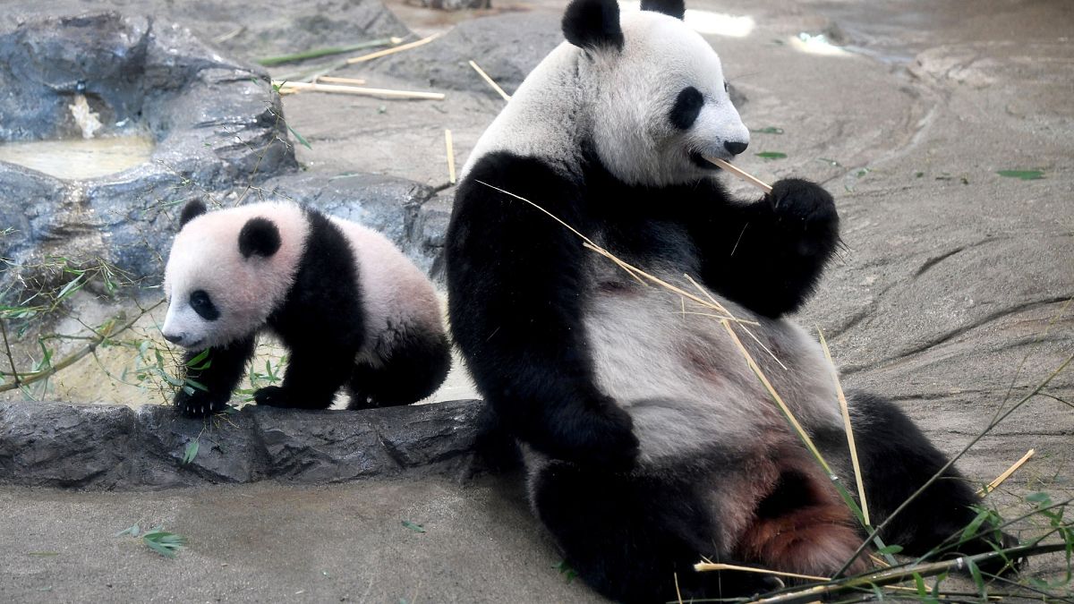 «Ароматная» панда