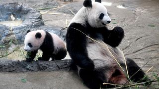 «Ароматная» панда